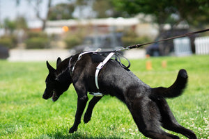 SKÖLLHATI LEATHER/BIOTHANE AGITATION HARNESS