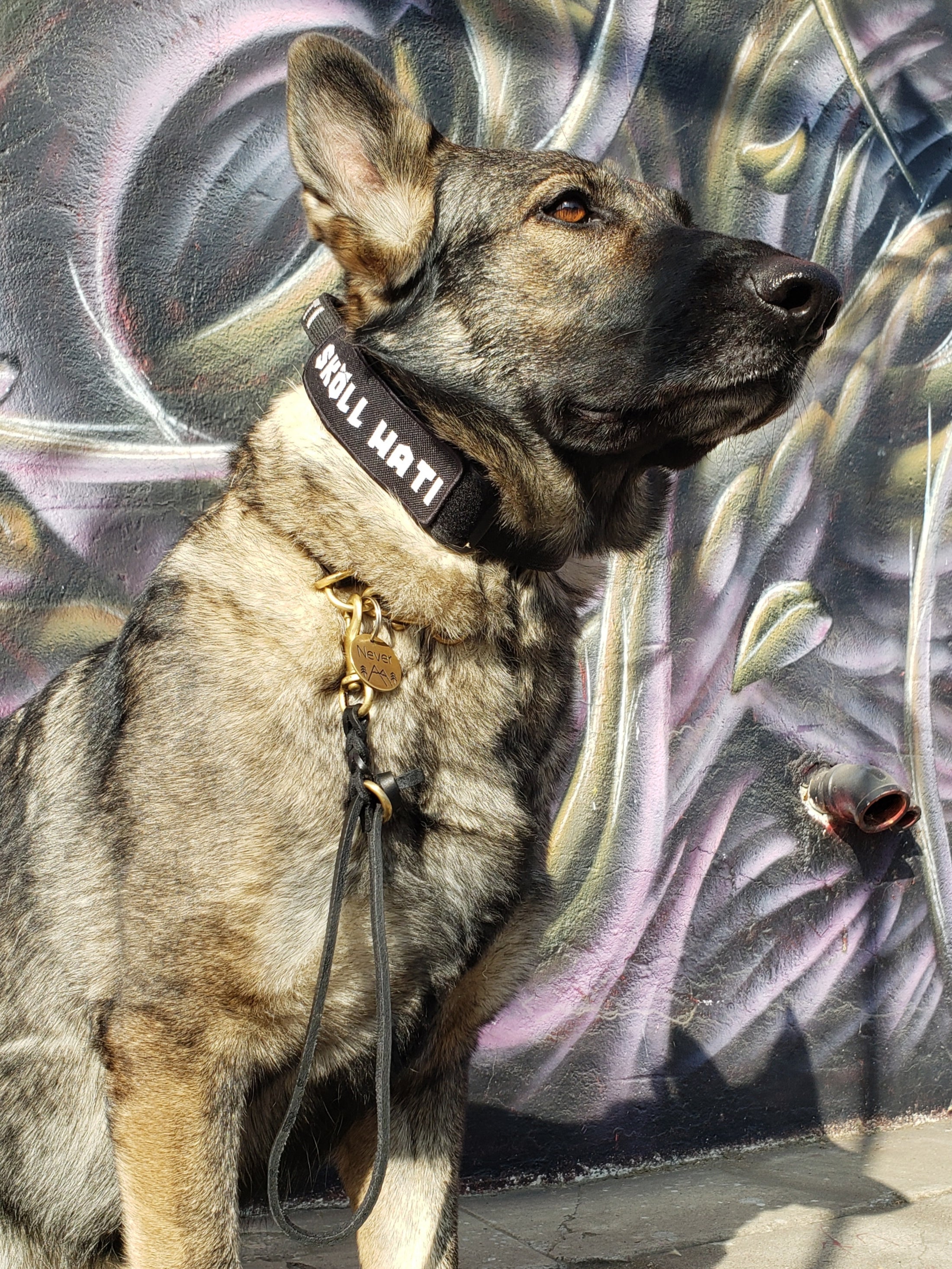 Obedience leash best sale