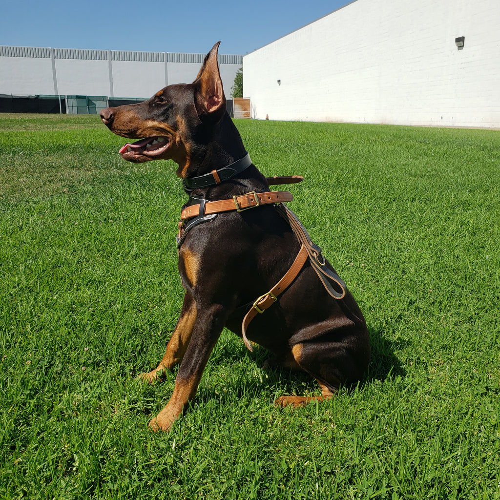 SKÖLLHATI LEATHER AGITATION HARNESS