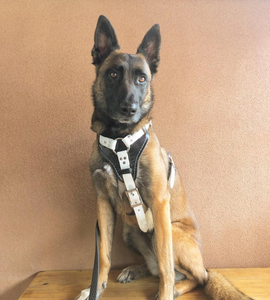 SKÖLLHATI LEATHER/BIOTHANE AGITATION HARNESS
